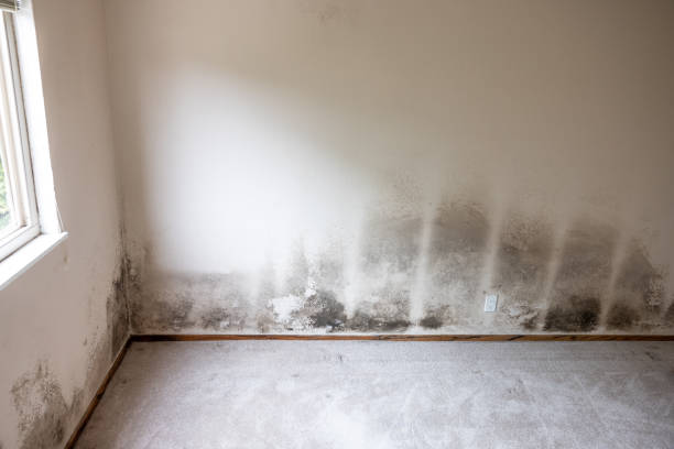 Biohazard Mold Removal in Clinton, MD